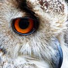 the Owl