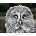 The Owl