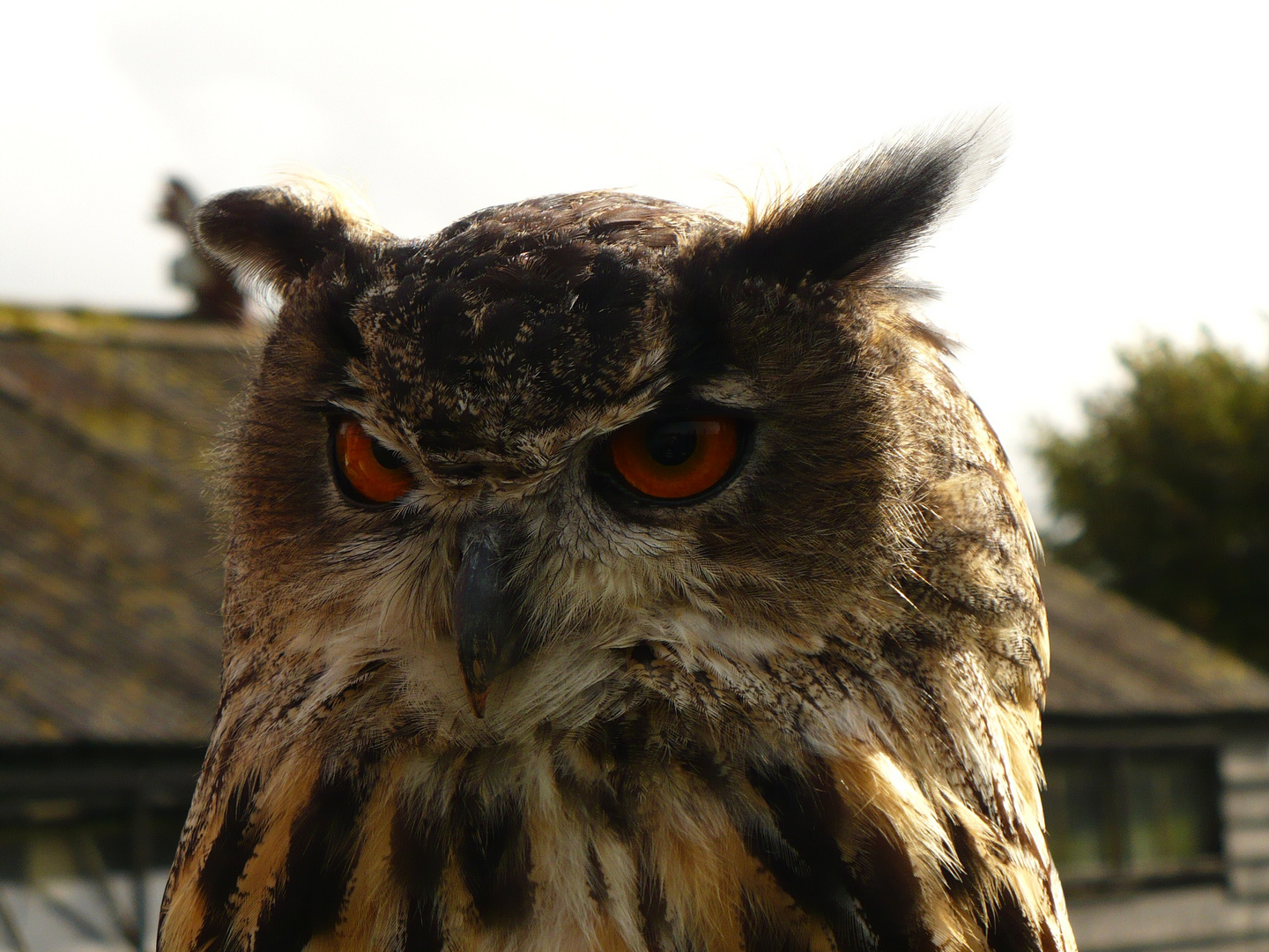 The Owl of Disdain