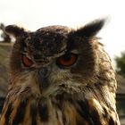 The Owl of Disdain