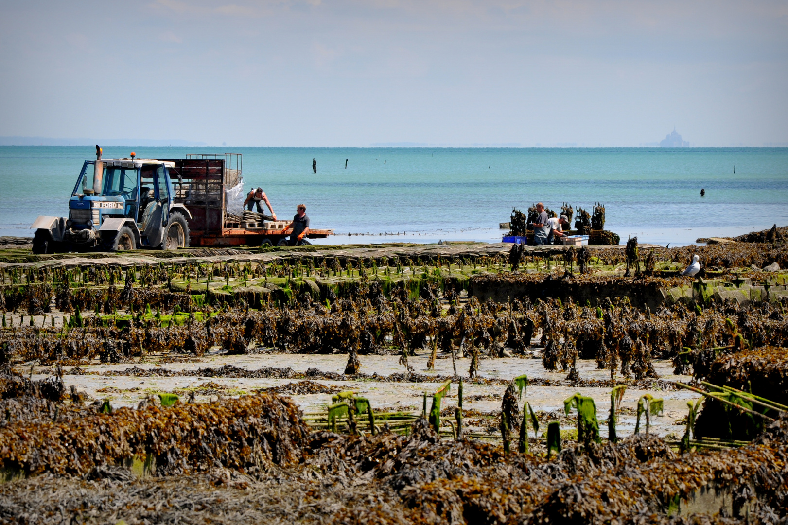 The oyster harvest from the pier at Cancale, Brittany