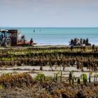 The oyster harvest from the pier at Cancale, Brittany