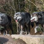 THE PACK