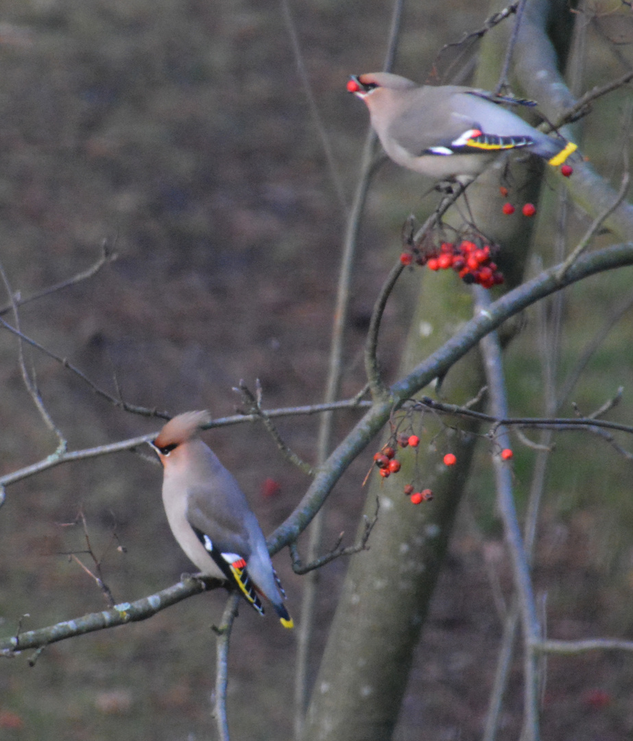 The pair of The Bohemian waxwing 