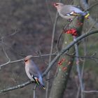 The pair of The Bohemian waxwing 