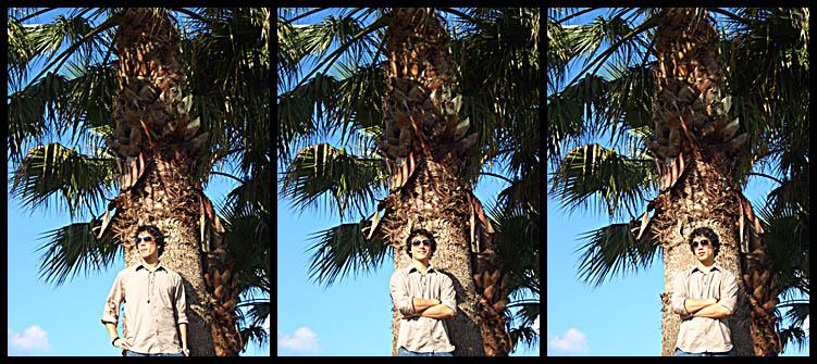.the palm-tree-series