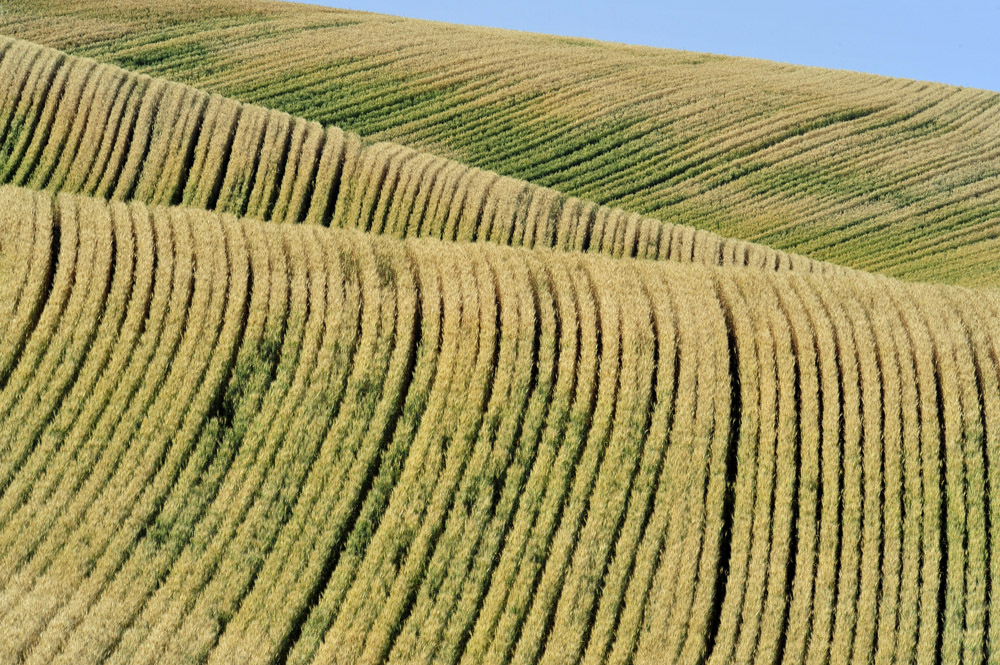 The Palouse wave