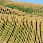 The Palouse wave