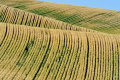 The Palouse wave