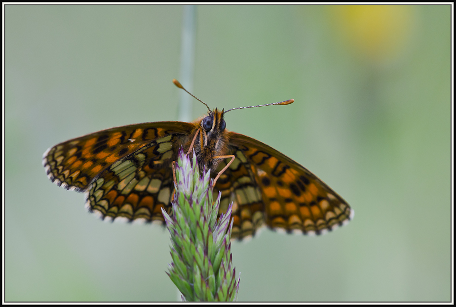 The Papillon