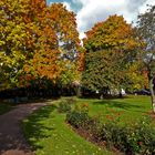 The park near my home