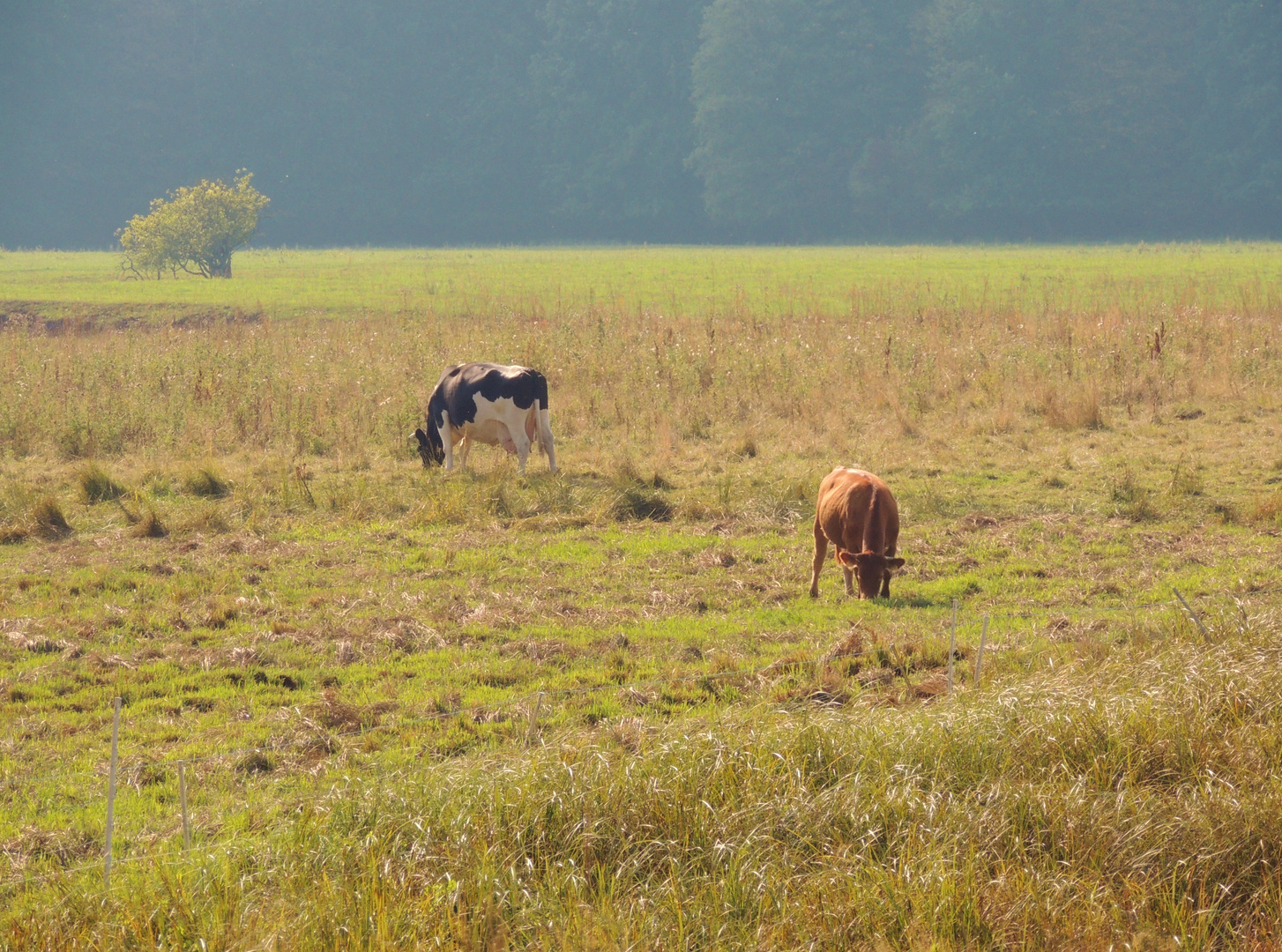 The pasture