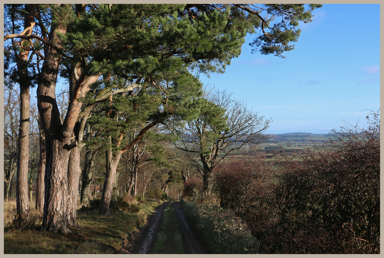 the path above millfield 