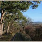 the path above millfield 