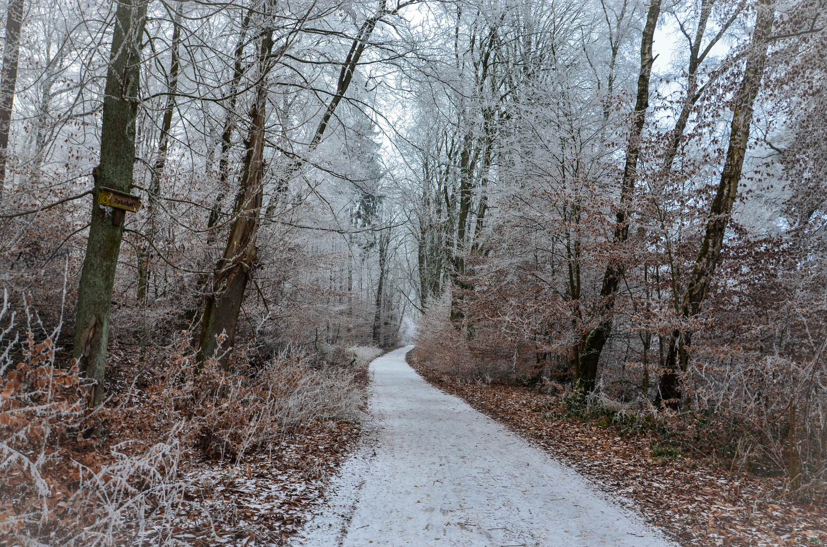 The path through the forest