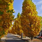 The path to autumn