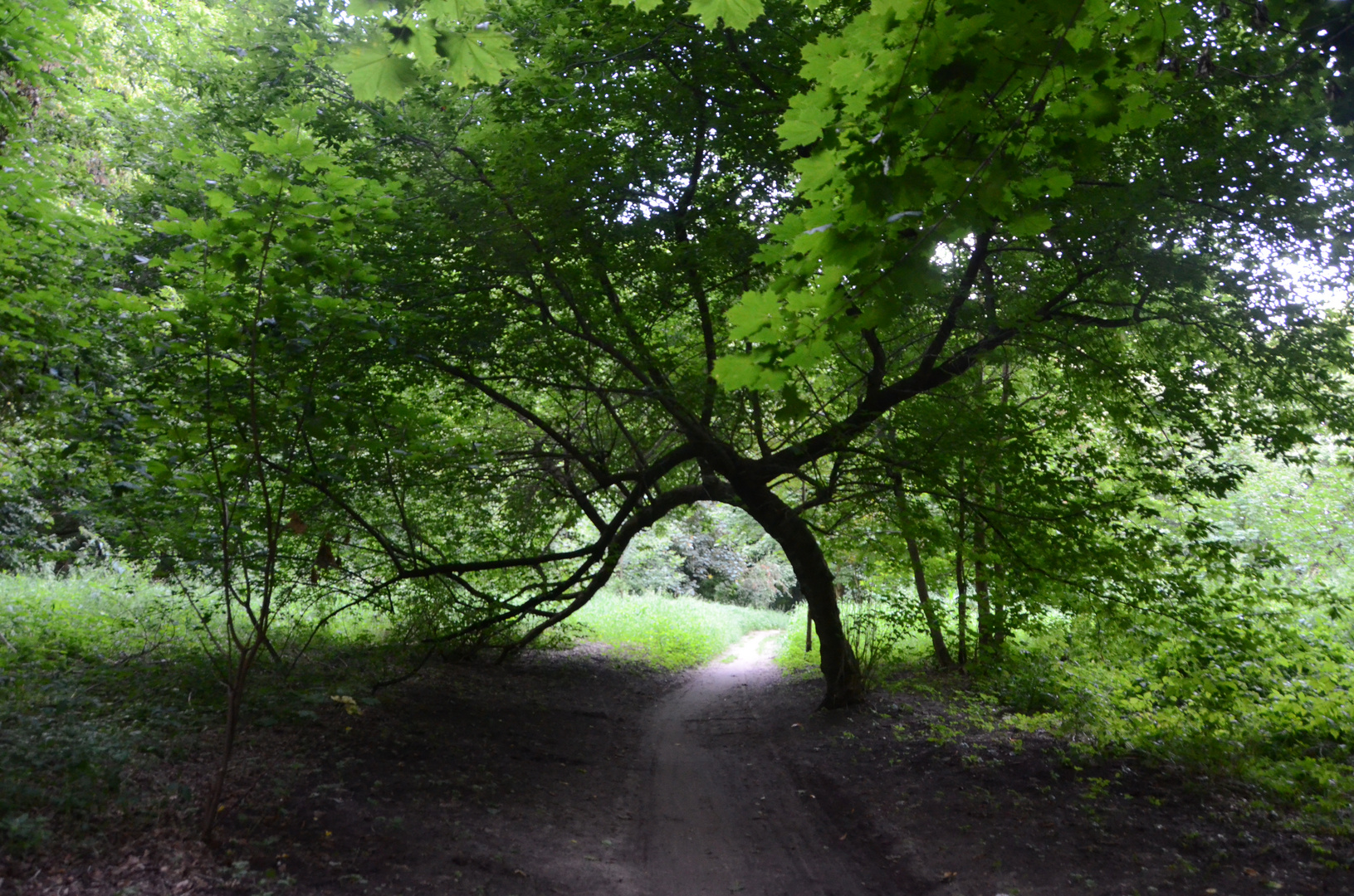 The path to home