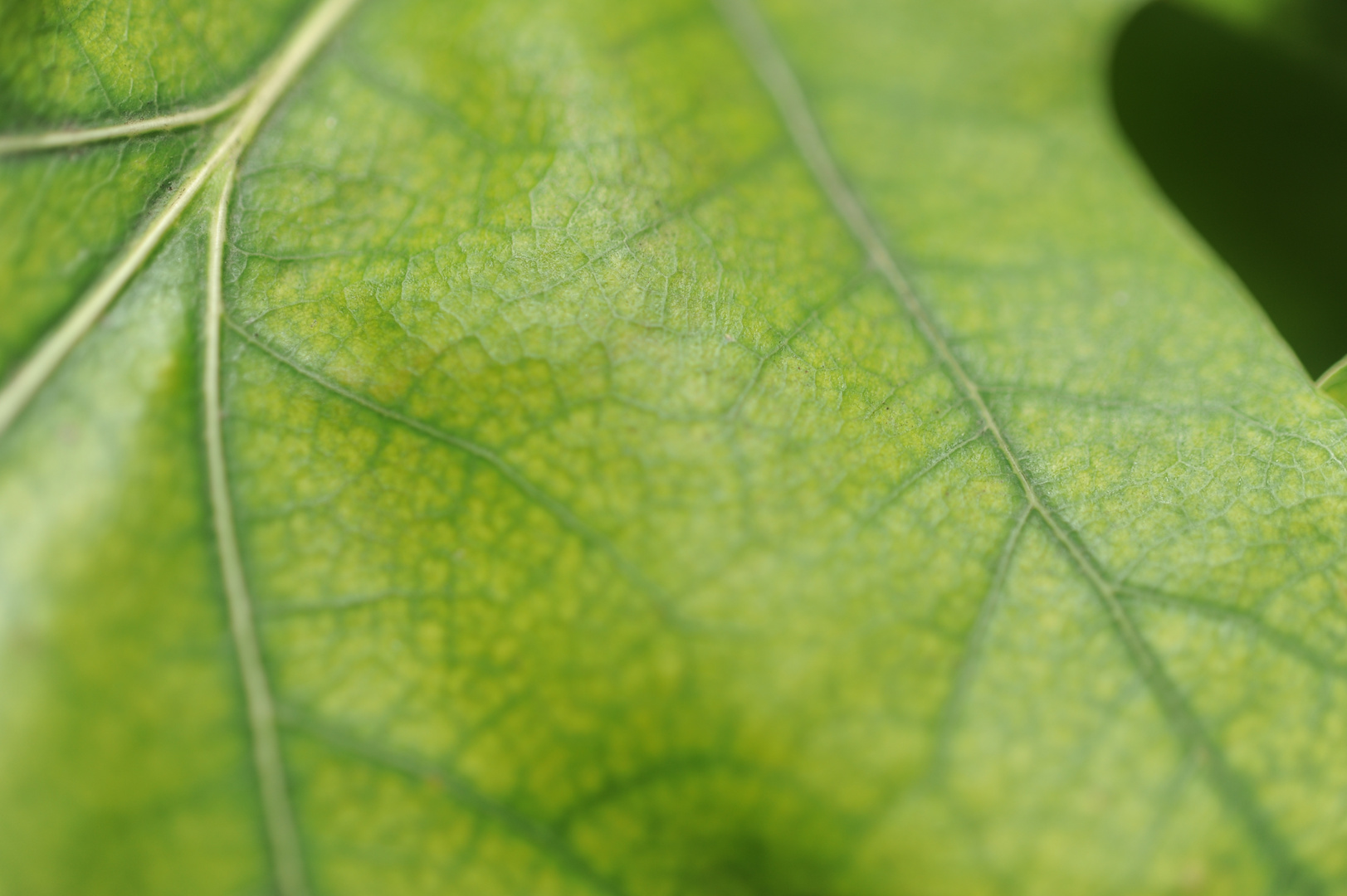 the paths / streets of life - a leaf (2)