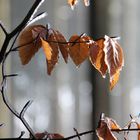 The patient waiting of Nature