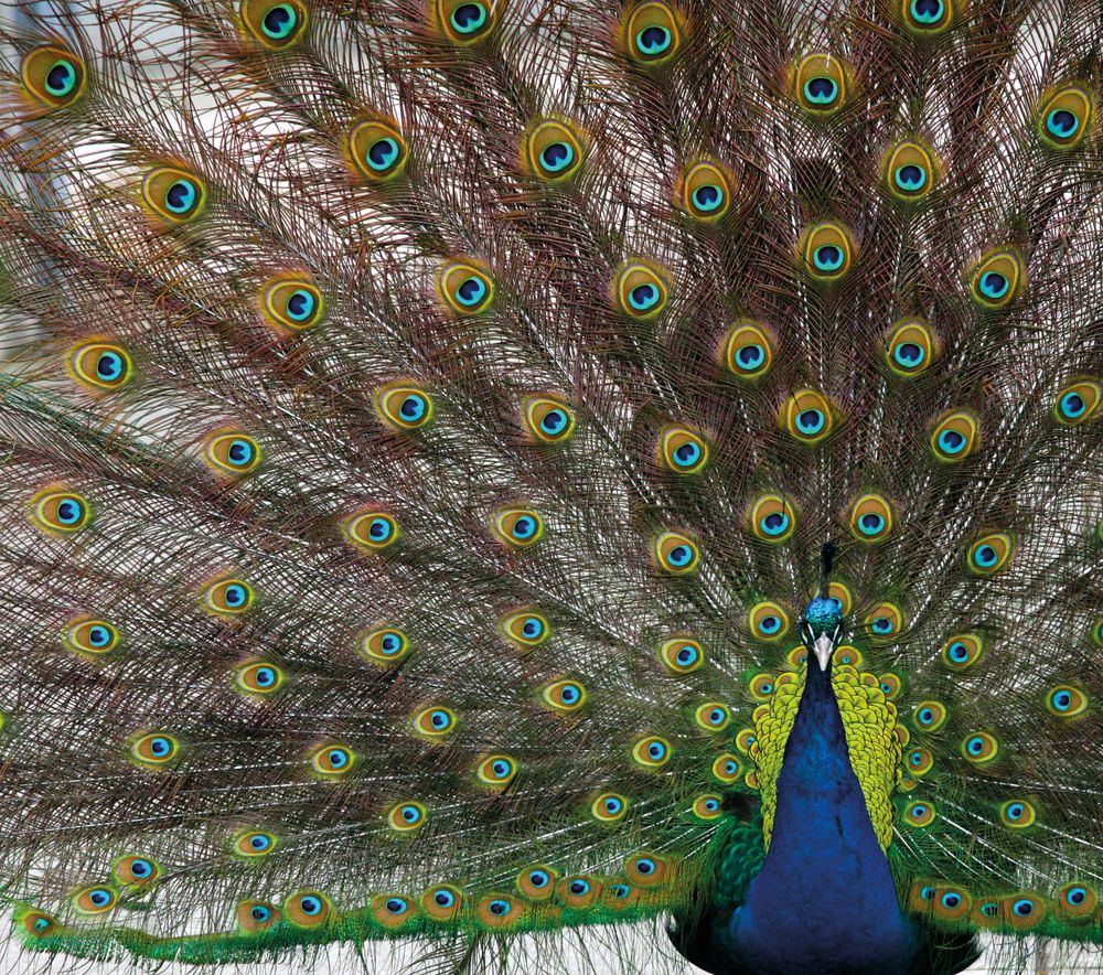 the peacock