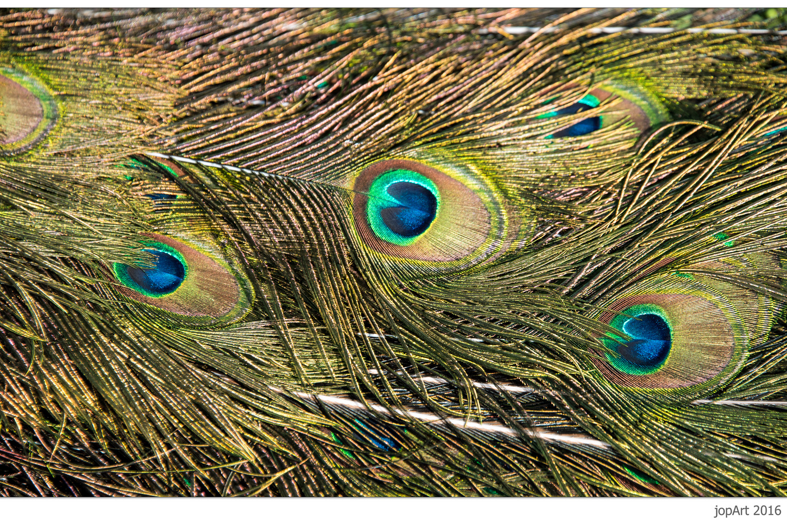 The Peacock’s Feathers...