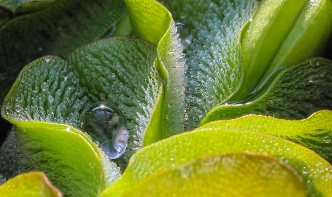 The pearl of water droplets