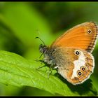 The Pearly Heath (Coenonympha arcania)