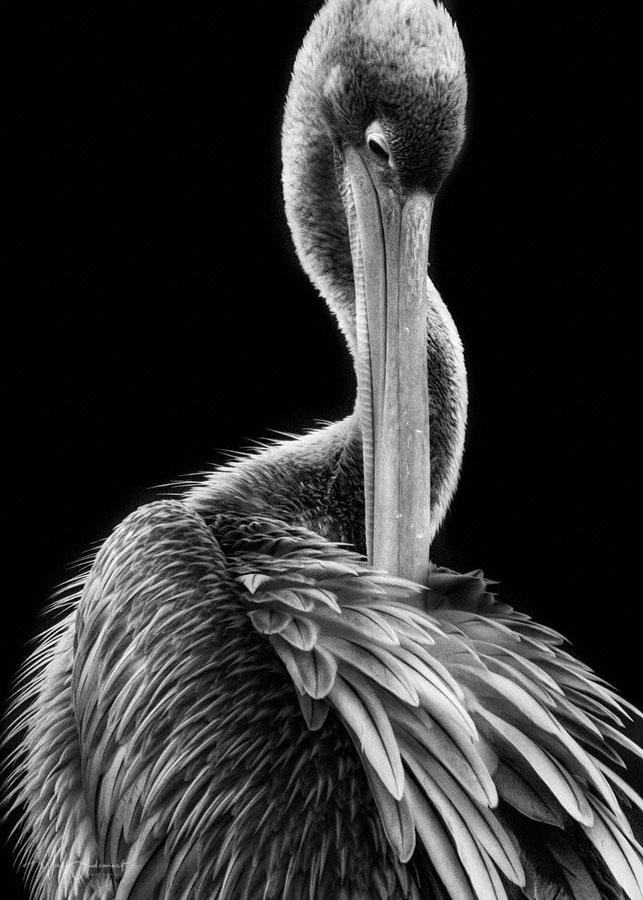 the pelican