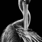 the pelican