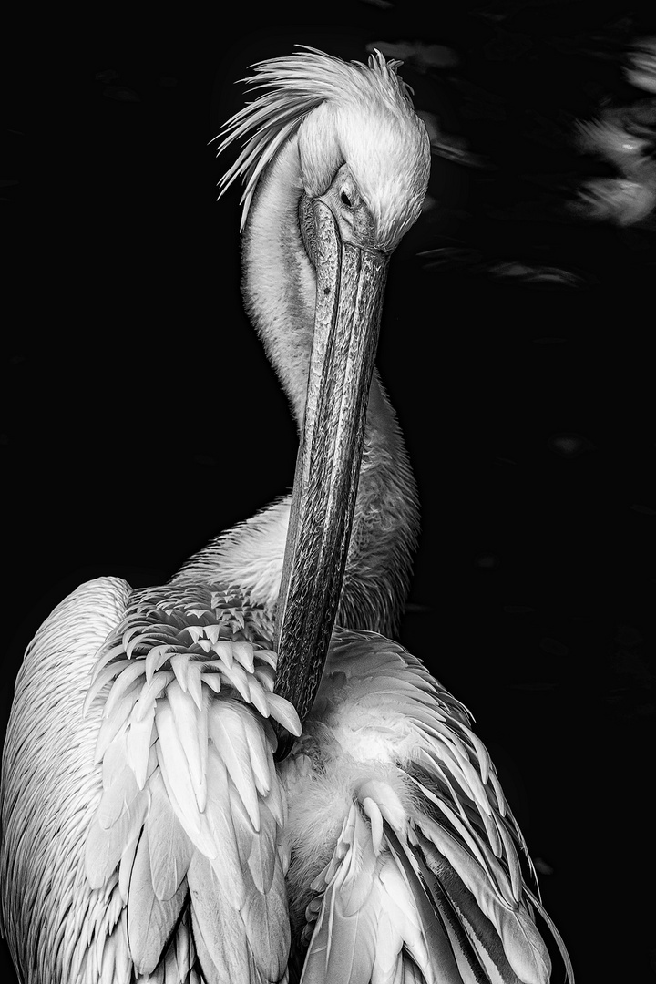 the pelican