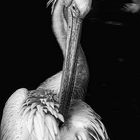 the pelican