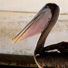 The Pelican