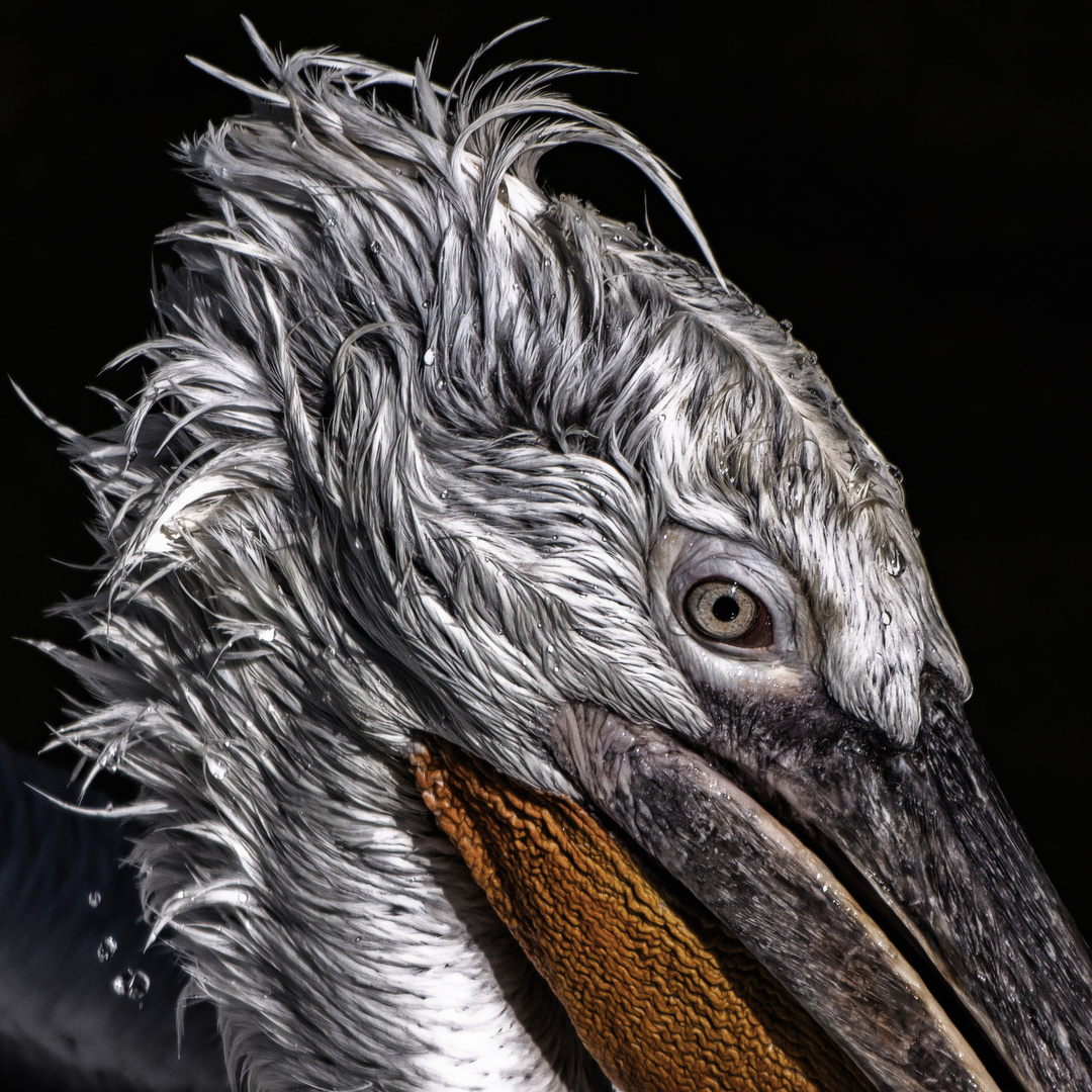 The Pelican