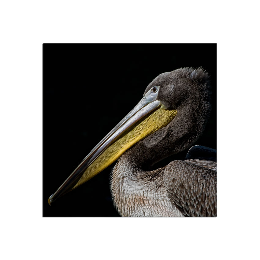 .:: the pelican brief ::.