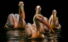 "the pelican community"