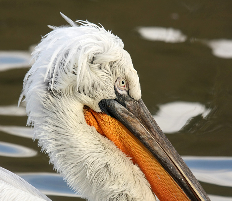 The Pelican.