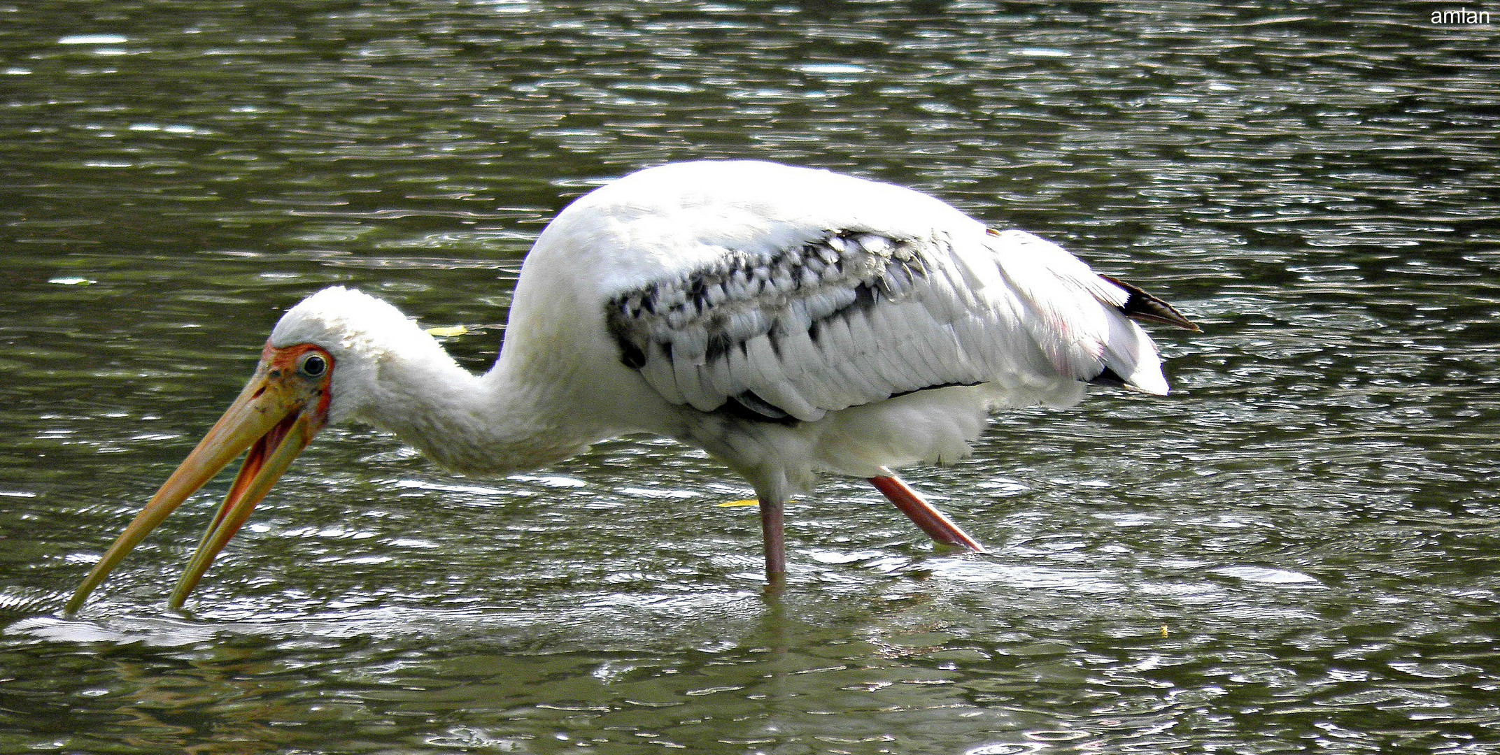 THE PELICAN FISHING