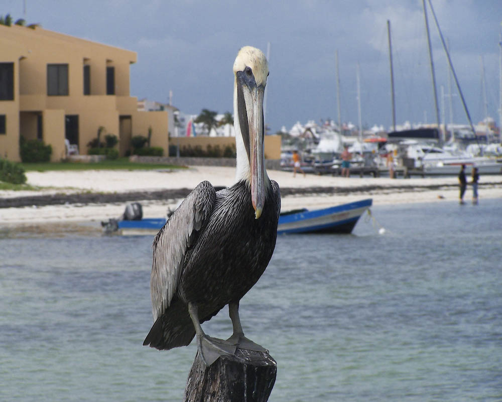 The Pelican's Brief (Encounter with me....)