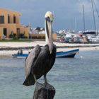 The Pelican's Brief (Encounter with me....)