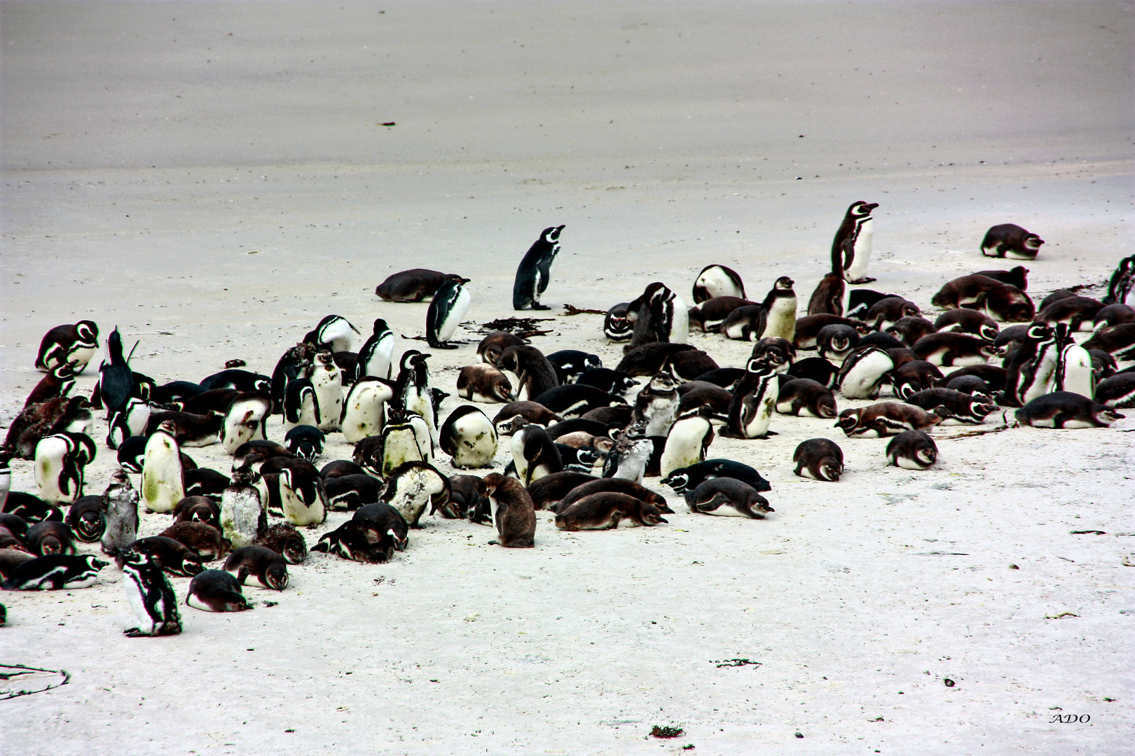 The Penguin Colony