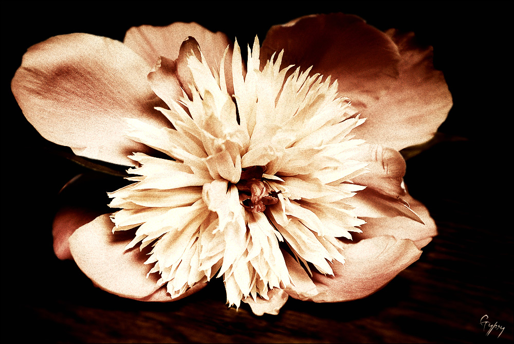 [the peony]