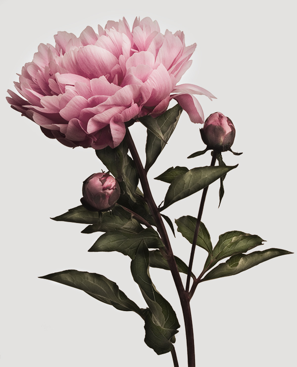 The peony