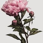 The peony