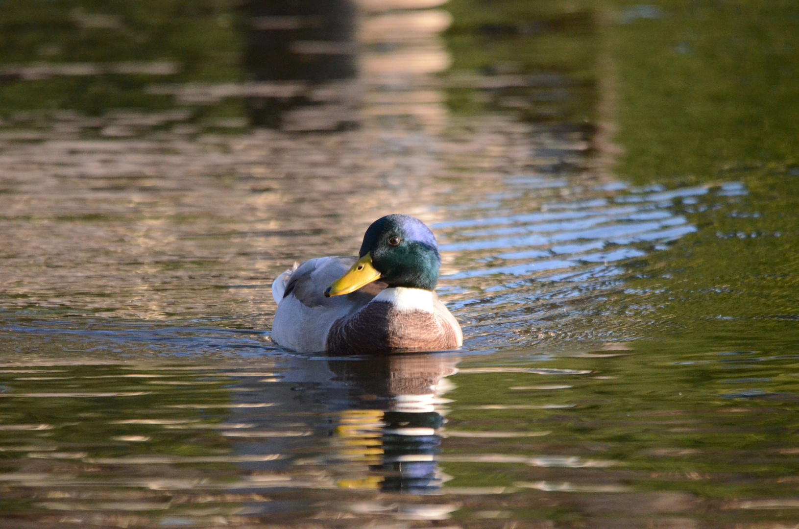 The Perfect Duck