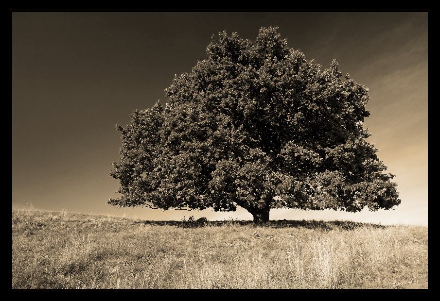 the perfect oak tree