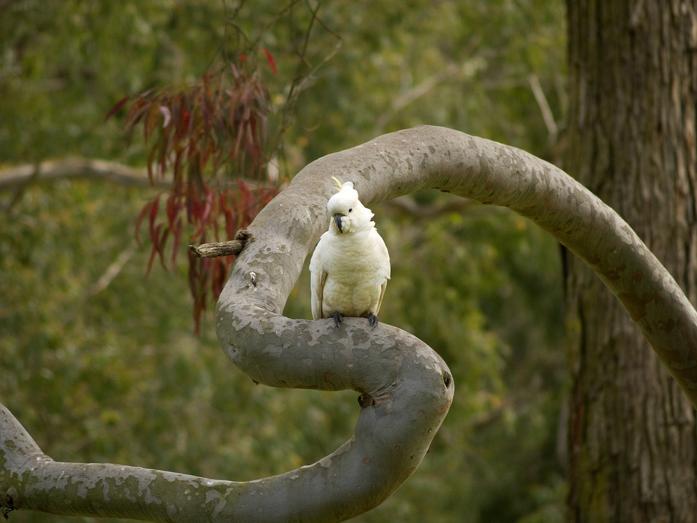 The perfect perch