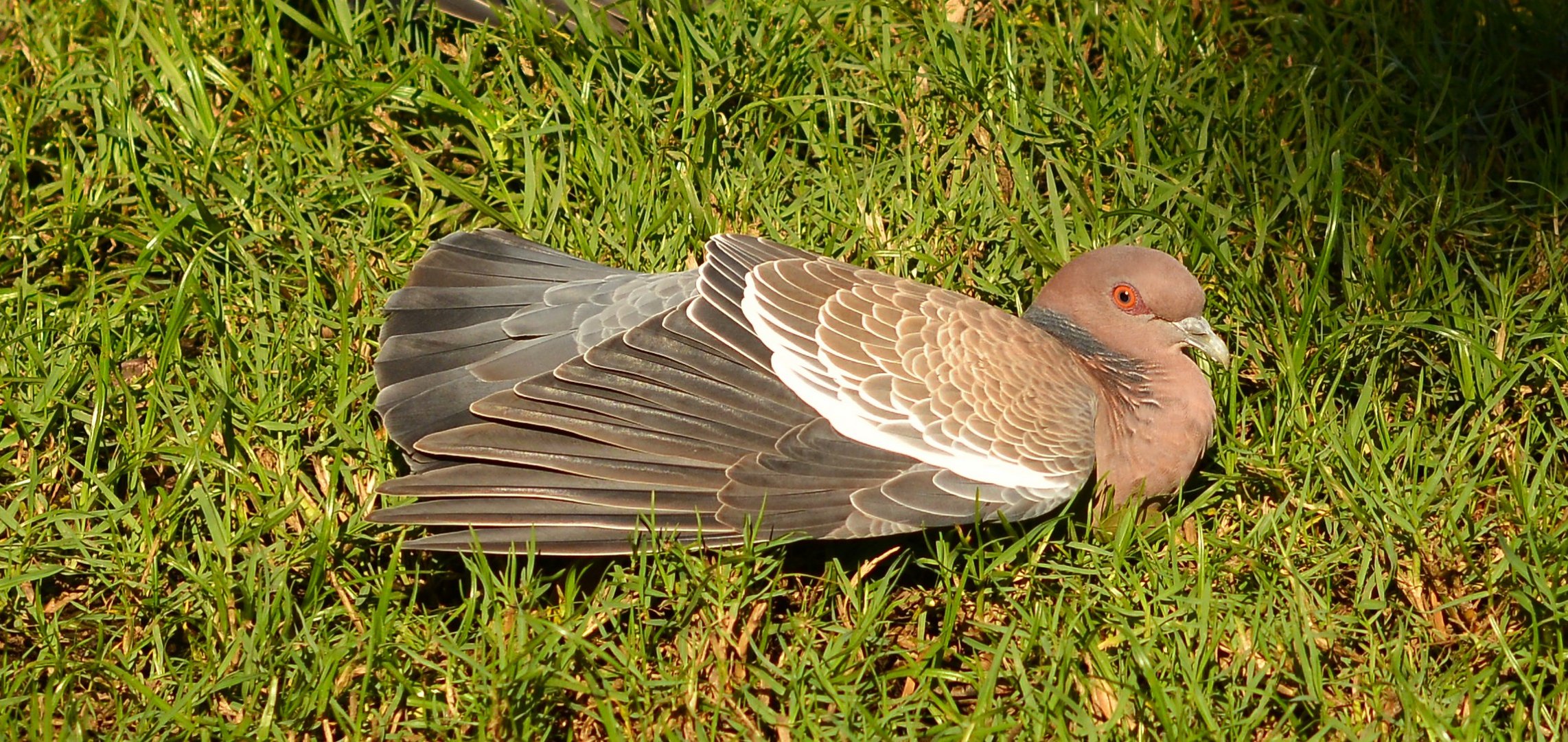 The perfect shot of this water bird - actually rather dove.