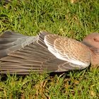 The perfect shot of this water bird - actually rather dove.