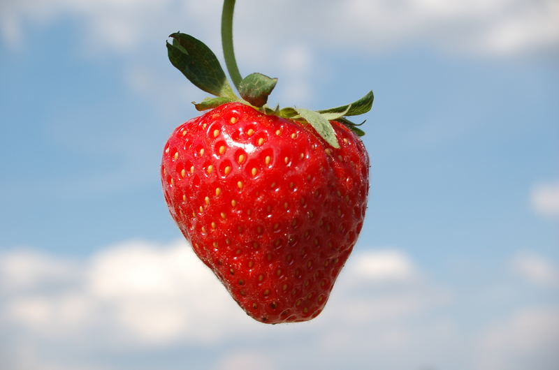 The perfect strawberry