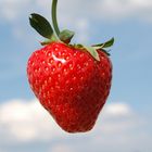 The perfect strawberry